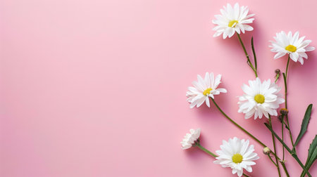 White daisies on a pink background. Flat lay, top view.の素材