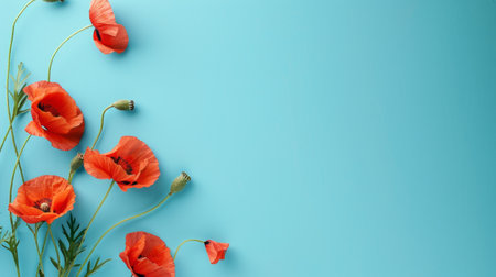 Red poppies on blue background. Flat lay, top viewの素材