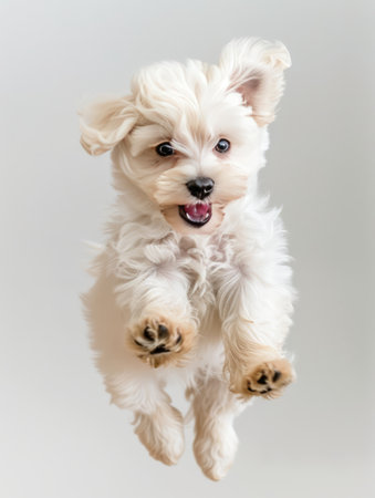 Cute Maltese puppy jumping in the air. Studio shot.の素材