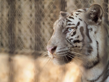 Tiger in cage