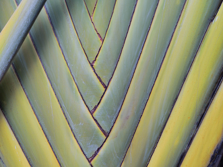 Pattern of banana blowの写真素材