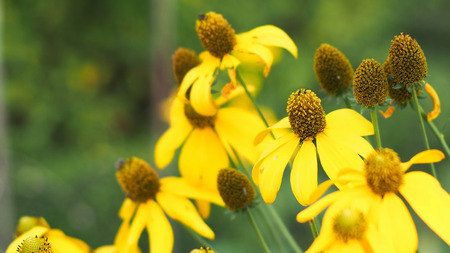 The yellow flowerの写真素材