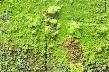 Green Taacrgngmの写真素材