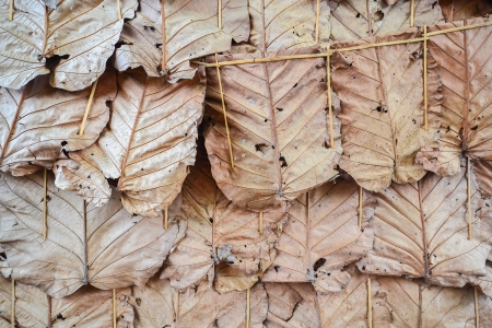 Traditional leaf wallの写真素材