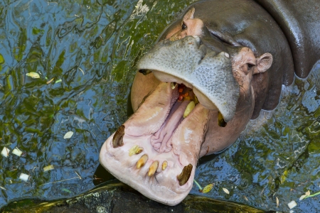 Hippopotamus  Hippopotamus amphibius の写真素材