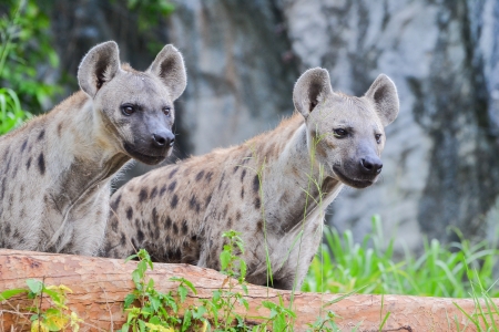 A pair of Spotted hyena  Crocuta crocuta の写真素材