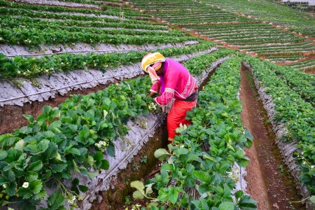 Hill tribe in strawberry field on mountainの写真素材