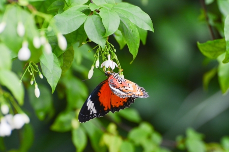 Male Leopard Lacewing  Cethosia cyane  eats flower syrupの写真素材