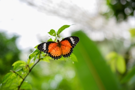 Male Leopard Lacewing  Cethosia cyane の写真素材