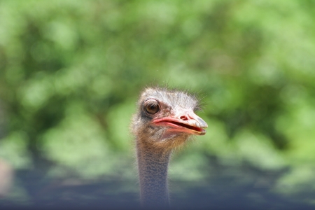 Ostrich head