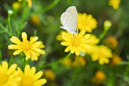 Small butterfly in Yellow Cosmos garden (Cosmos sulphureus)の写真素材