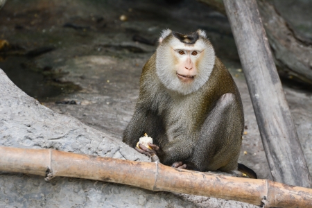 Pig-tailed macaque  Macaca nemestrina 