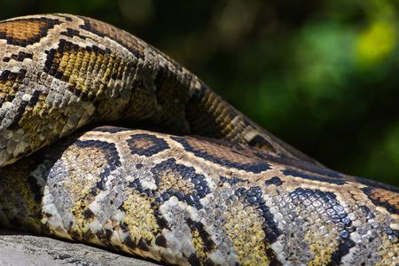 Burmese python pattern