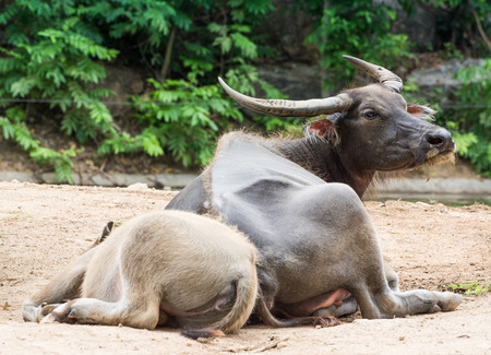 Buffaloの写真素材