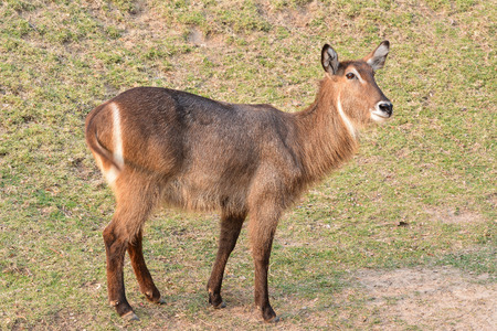 Common Waterbuck の写真素材