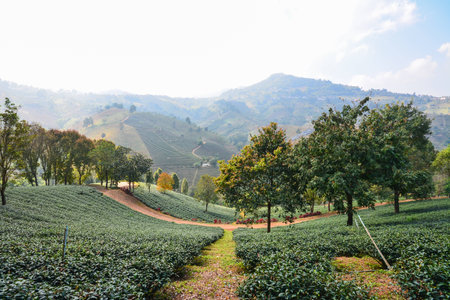 Tea plantation in the mistの写真素材