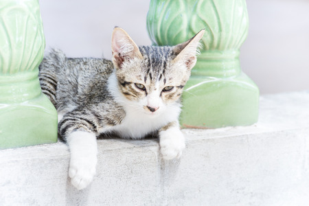 Kitten crouches on balcony edgeの写真素材
