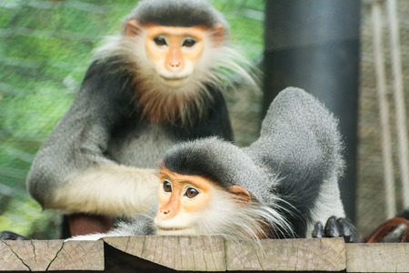 Red-shanked douc (Pygathrix nemaeus)の写真素材