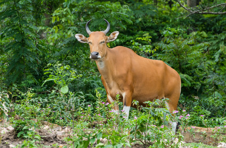 Banteng (Bos javanicus)の写真素材