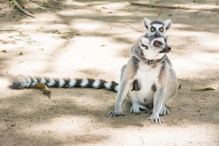 Ring-tailed lemur (Lemur catta) and her baby