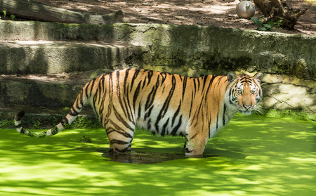 Siberian tiger or Amur tiger (Panthera tigris altaica) stands in Mosquito fern waterの写真素材