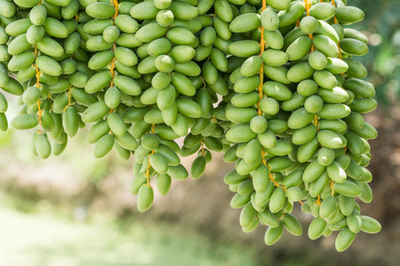 Date palm (Phoenix dactylifera)