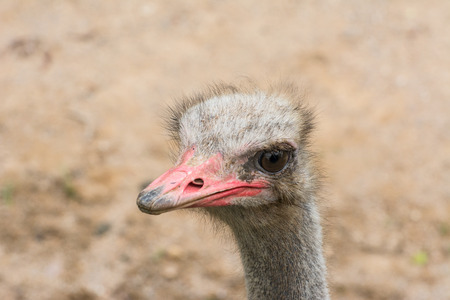 Ostrich head