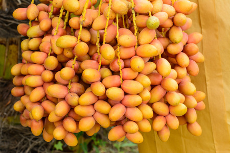 Date palm (Phoenix dactylifera)の写真素材