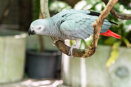 African Grey Parrot or Grey Parrot (Psittacus erithacus)の写真素材
