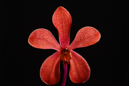 Orange orchid isolated on  black background