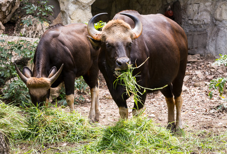 Gaur or Indian bison (Bos gaurus)の写真素材