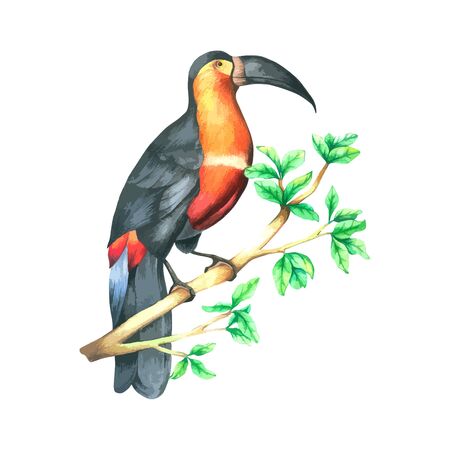 Hornbill Bird on branch watercolor isolated on white background , Hand drawn painted for Greeting Card ,Wallpaper ,Postcards, Product,Packaging and moreのイラスト素材