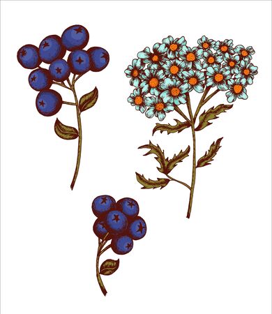 Flower and Leaf Sketch Art collection Hand drawn painting Vintage styleのイラスト素材