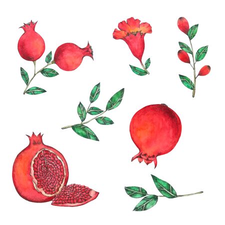Pomegranate Vine watercolor isolated on white background , Hand drawn painted for Greeting Card ,Wallpaper ,Postcards, Product,Packaging and moreのイラスト素材