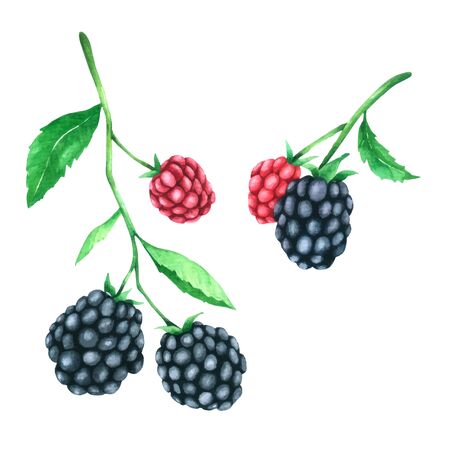 Blackberry watercolour paint on white backgroundのイラスト素材