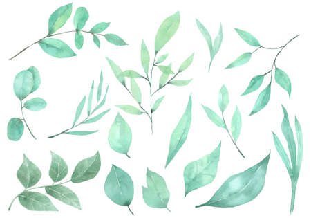 Green Leaf Element watercolor isolate on white backgroundの写真素材