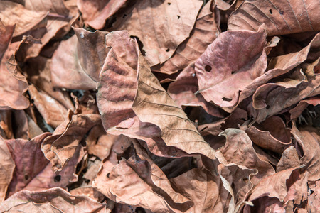 Dry  leaves on the ground for background
