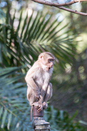 Long-tailed Macaque Monkey in the Khaoyai National Park Thailand