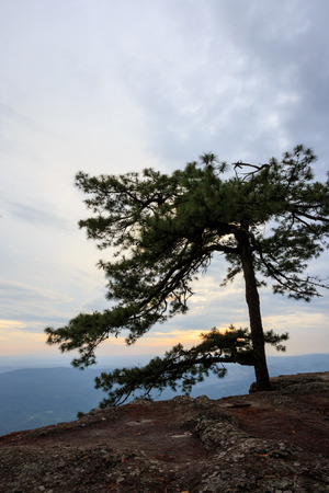 Sunset at Pha Lom Sak Cliff Phukradueng Nationalparkの写真素材