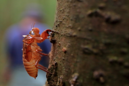 Cicada Molt on Tree in Forrest.