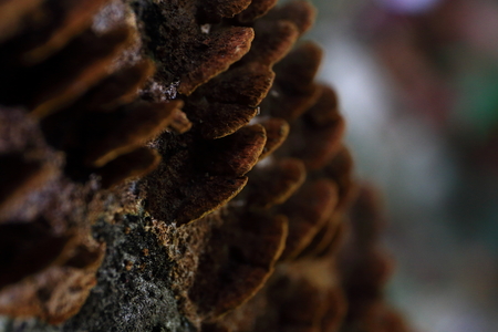 Wild mushroomの写真素材