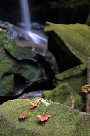 red maple leaves on rockの写真素材