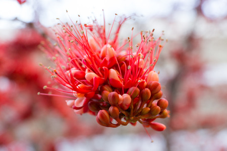 Monkey Flower Tree (Phyllocarpus septentrionalis)の写真素材