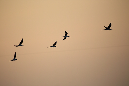 Flying birds against orange sunset.の写真素材