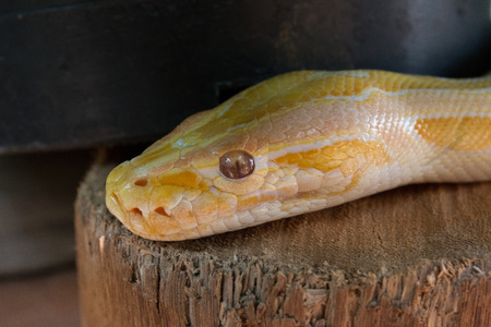 Golden Thai Burmese python