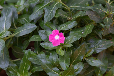 Purple Catharanthus roseus on green leafの写真素材