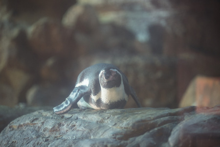 African penguinsの写真素材