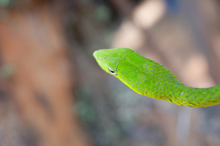 Oriental whipsnake in natureの写真素材