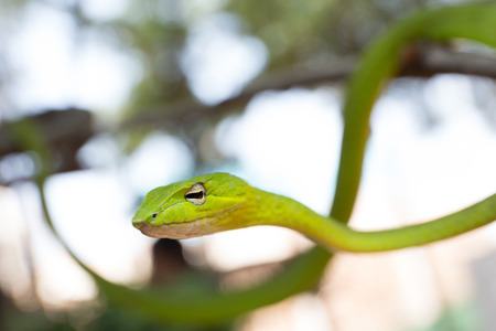 Oriental whipsnake in natureの写真素材
