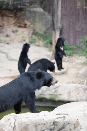 Malayan sun bear, Honey bearの写真素材